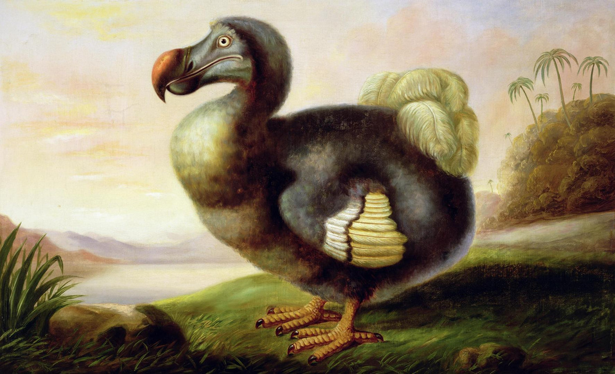 dodo